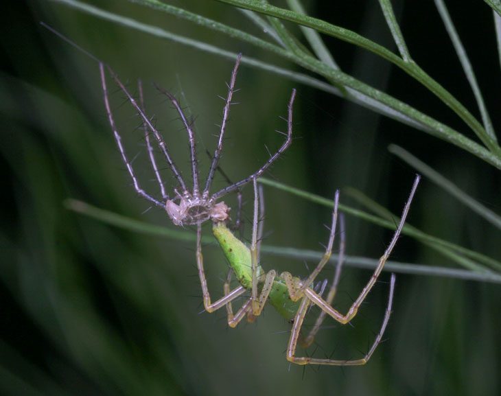 Green lynx spider emerging from molt