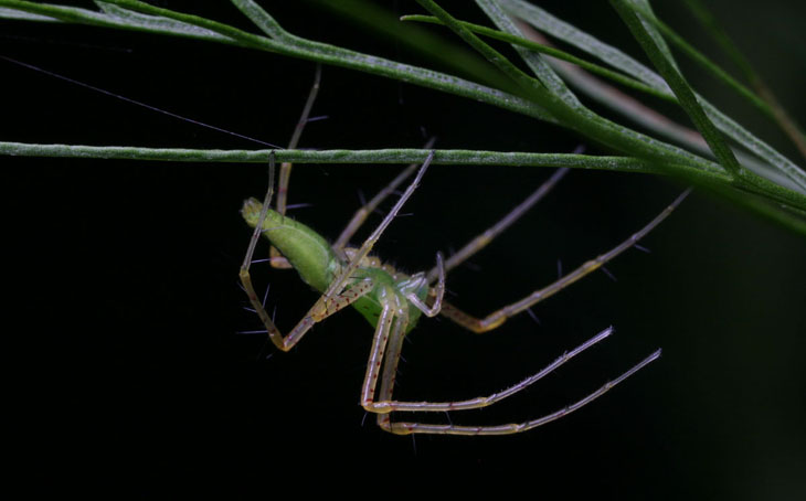 Newly molted green lynx spider