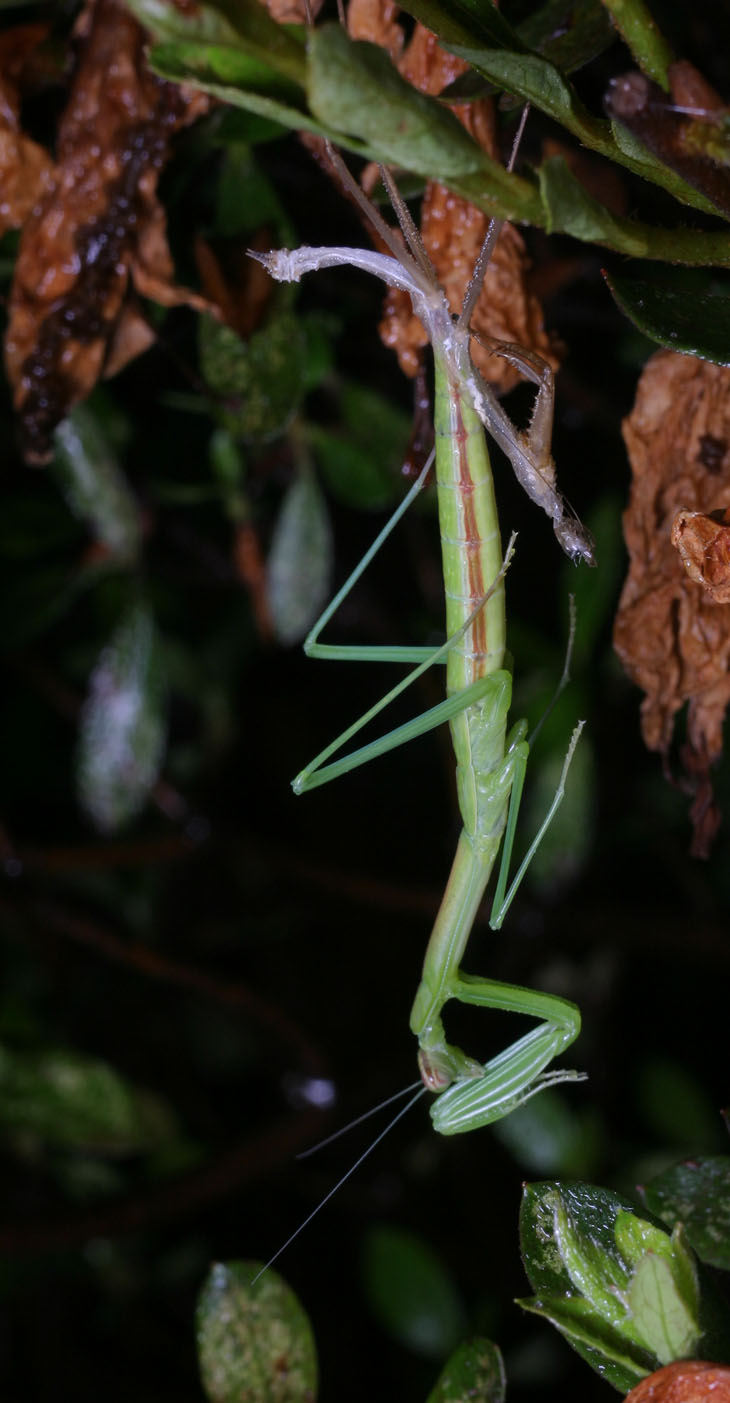 praying mantis molting