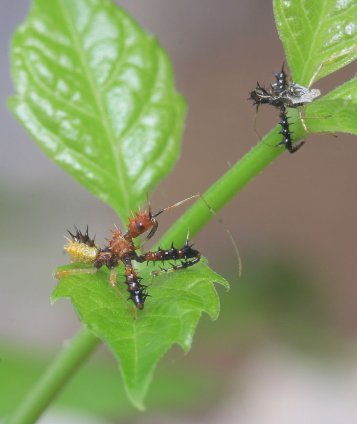 Assassin bug and molted exoskeleton