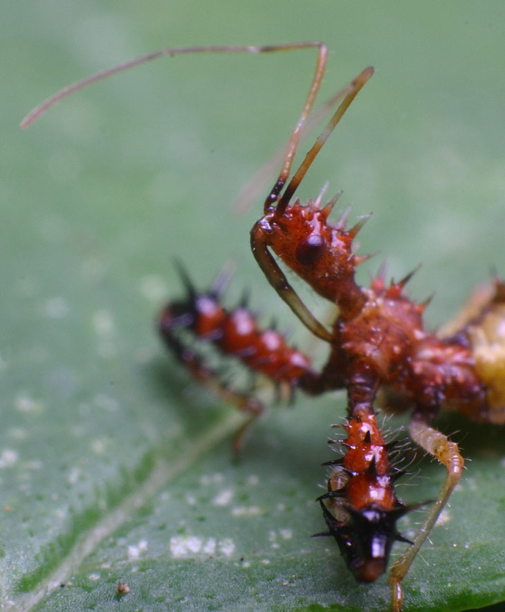 spiny assassin bug portrait