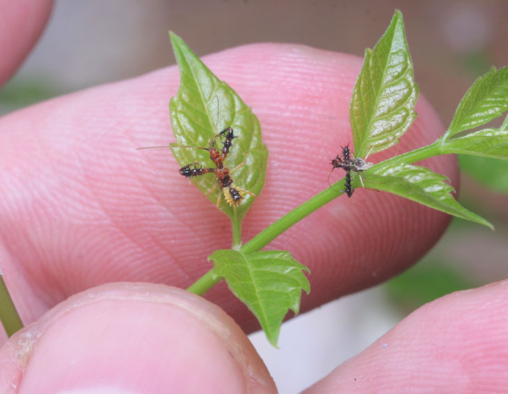 Scale shot of spiny assassin and molted skin against fingertip