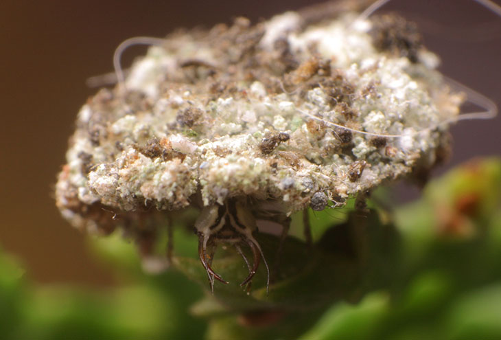 lacewing peering out