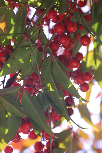 Nandina berries from below