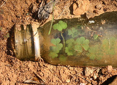 Clover sprouting within discarded bottle