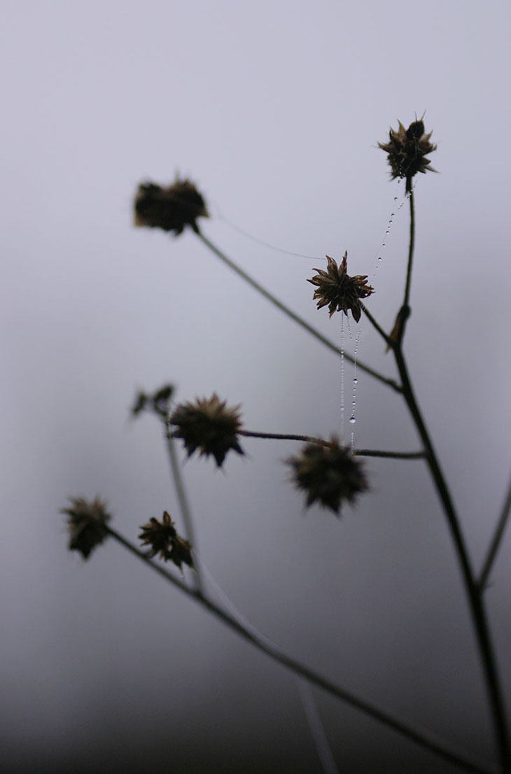 Dried flowers with misty web