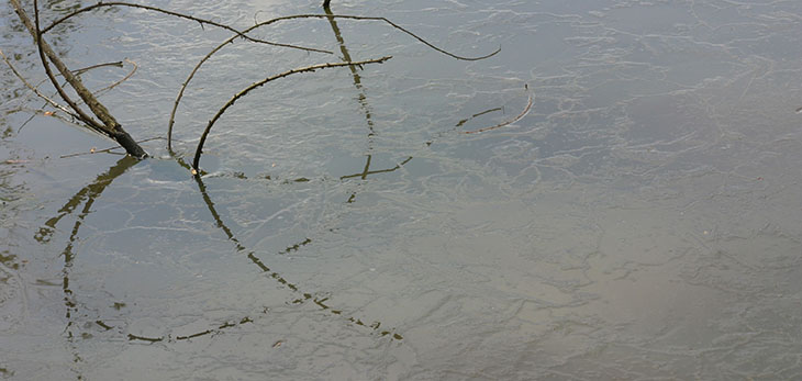 branches and thin ice