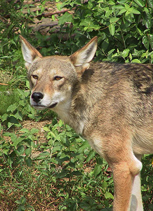 Blameless red wolf