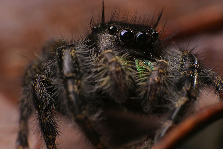 bold jumping spider portrait