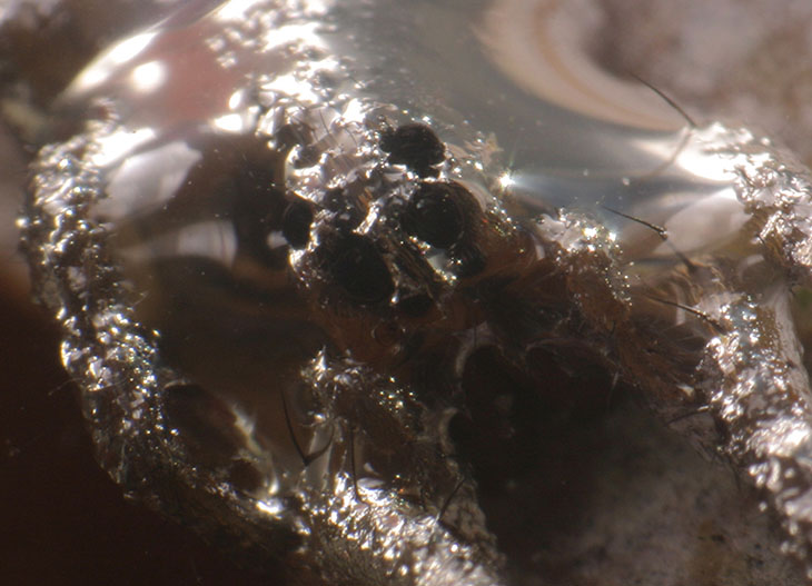 submerged fishing spider closeup