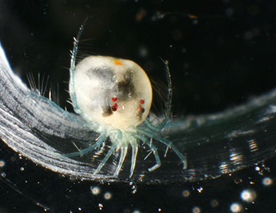 Ugly aquatic mite