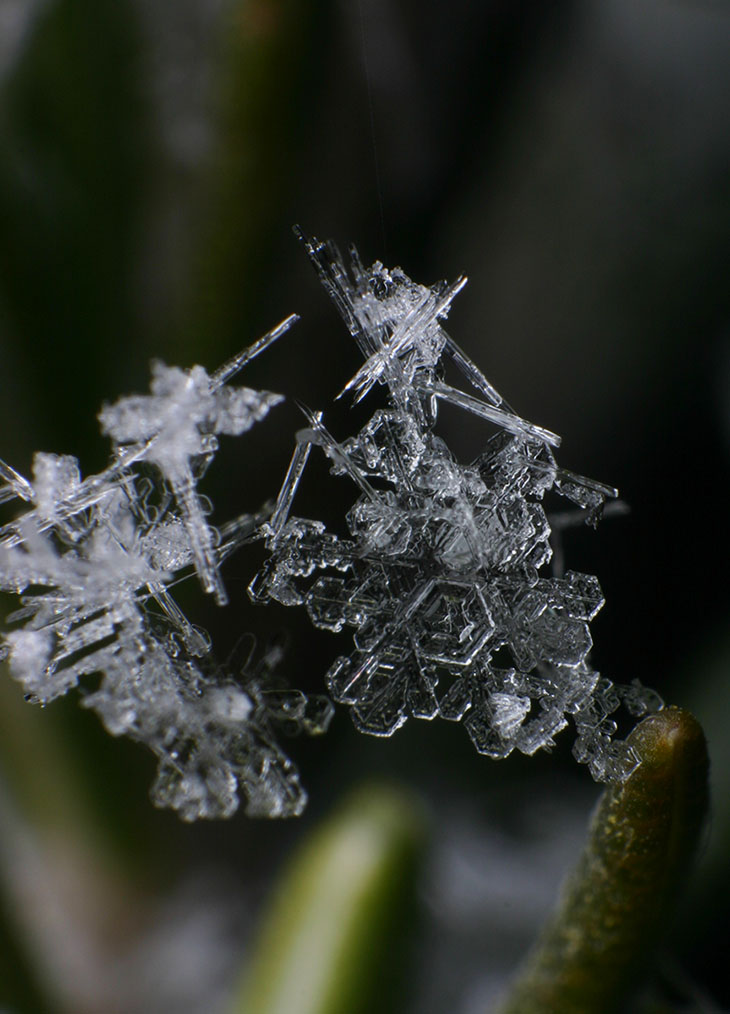 snowflakes and snow needles