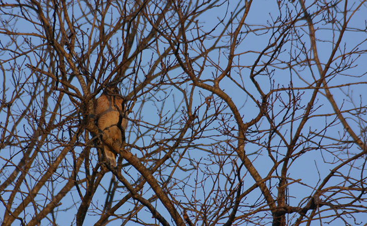 Red-shouldered hawk at sunrise