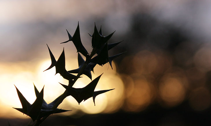 Holly silhouetted against sunrise