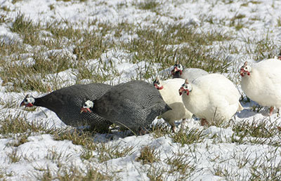 Guinea hens