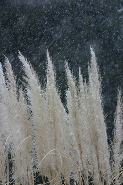 pampas grass in a blizzard