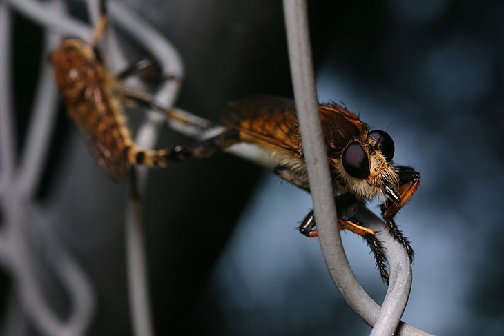 mating robber flies on fence