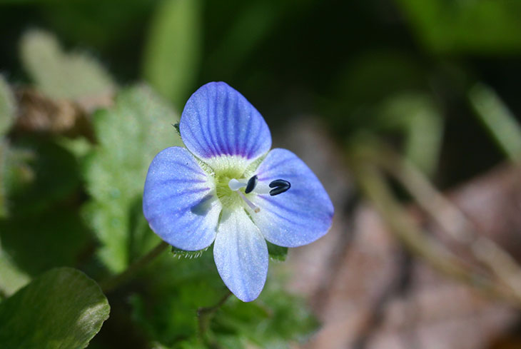 winter speedwell deeper focus