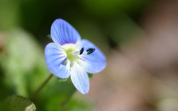 Winter speedwell short focus