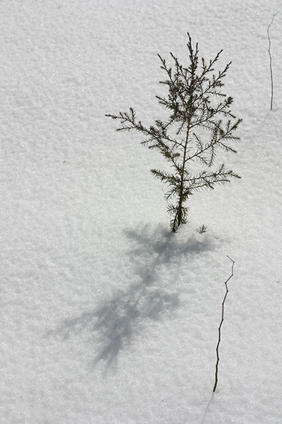 Evergreen sapling in snowfield