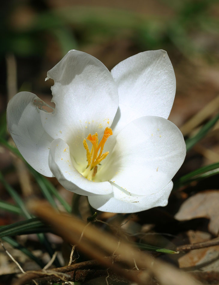 white crocus bloom