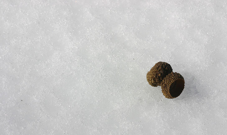 acorn caps on snowfield