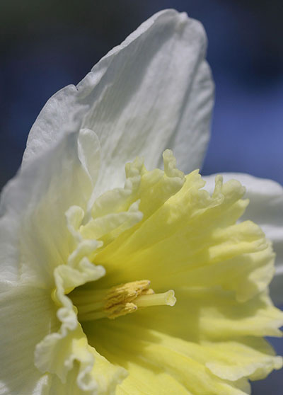 daffodil closeup