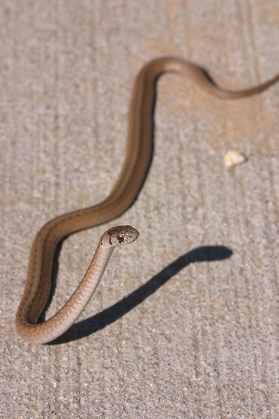 protective brown snake