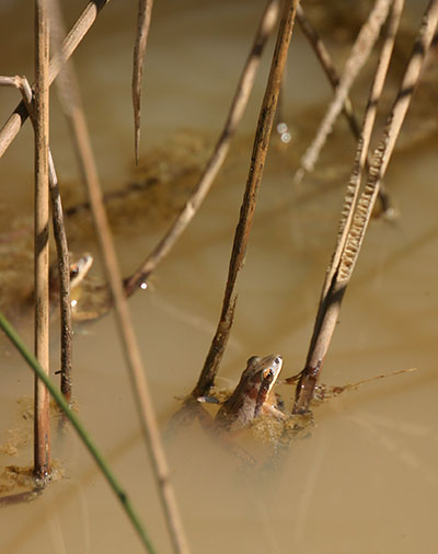Southern chorus frogs