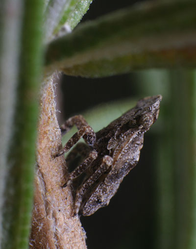 Unidentified leafhopper