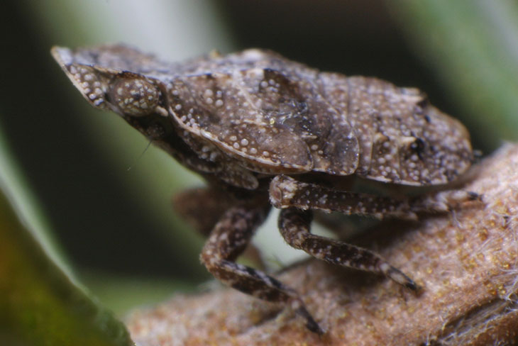 Unidentified leafhopper