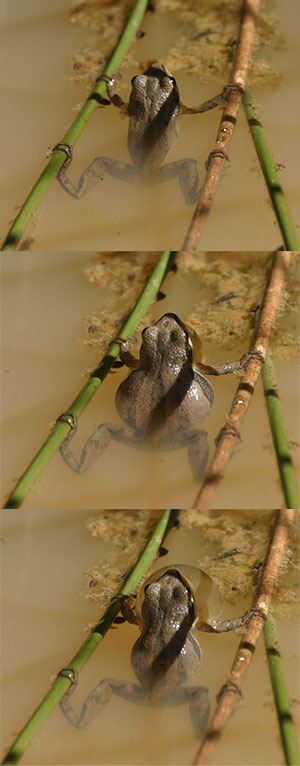 chorus frog calling sequence