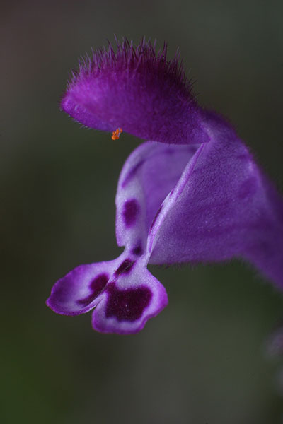 red dead nettle flower laughing