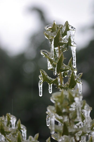 Natural tinsel