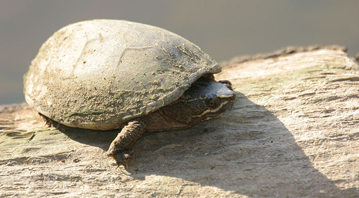 basking stinkpot mud turtle