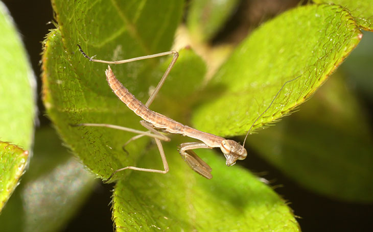 Juvenile Chinese mantis on azalea