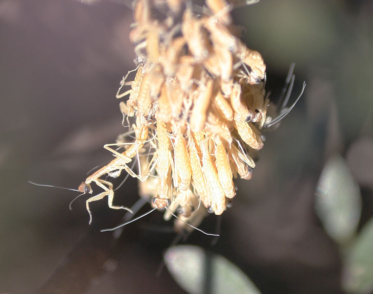 Newborn Chinese mantids drying out