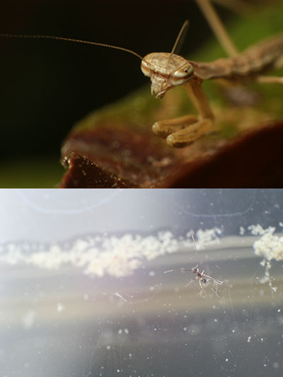 fairyfly scaled against mantis