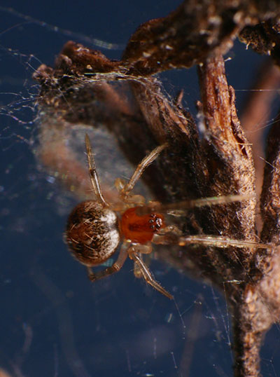 hiding Theridiidae spider