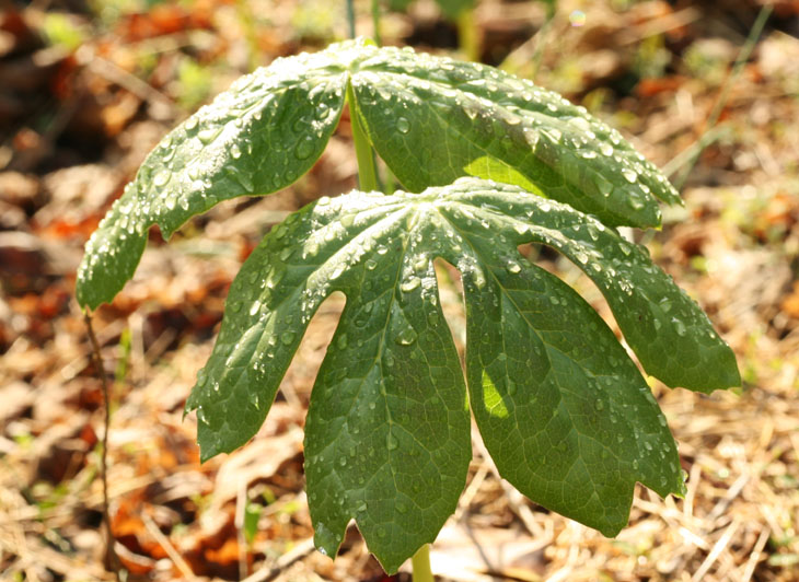 wet mayapple leaves