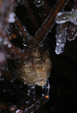 ice-covered mantis egg case