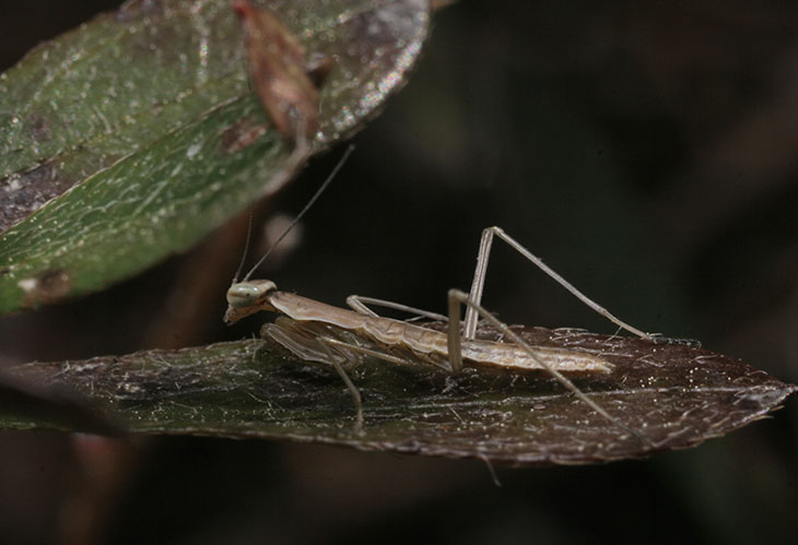 Tiny mantis