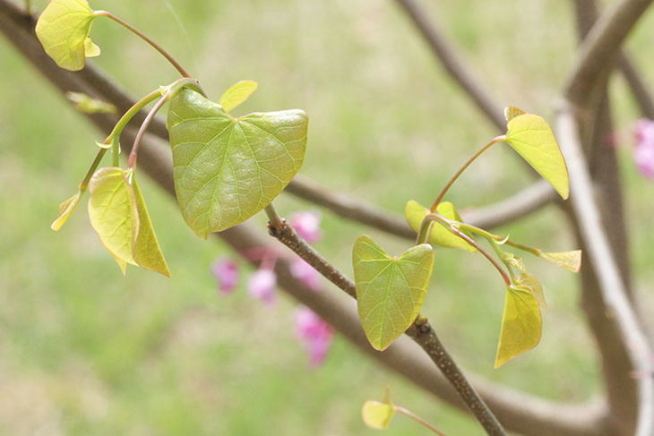 redbud leafing out