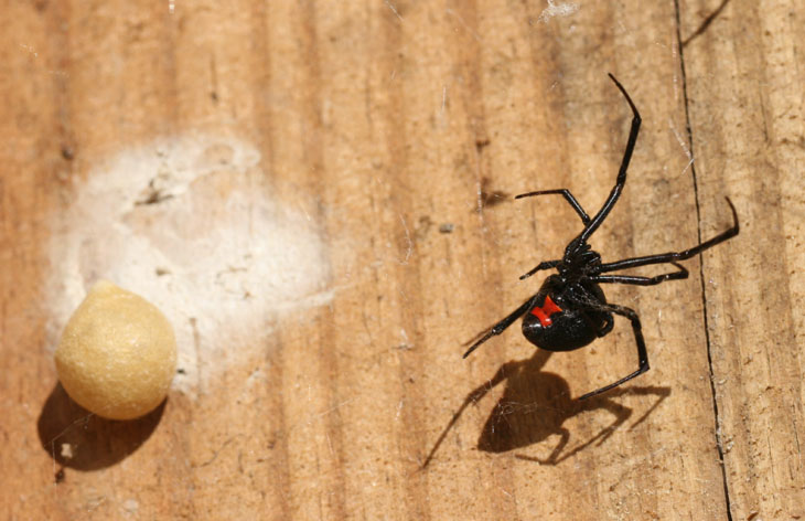 black widow and egg sac