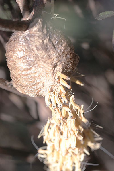 chinese mantises hatching