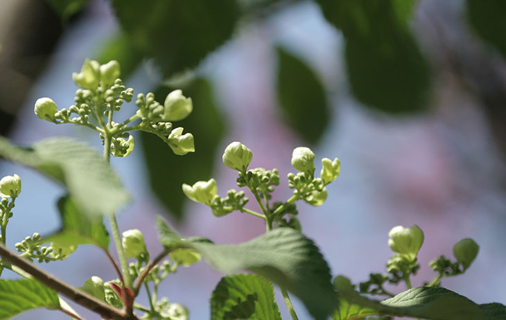 unknown blooms