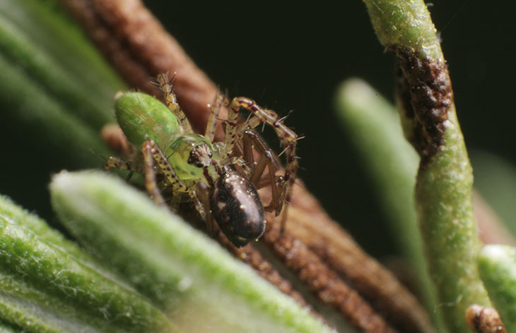 green lynx spider eating filmy dome spider