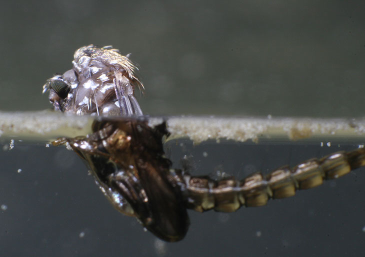 mosquito partially emerged