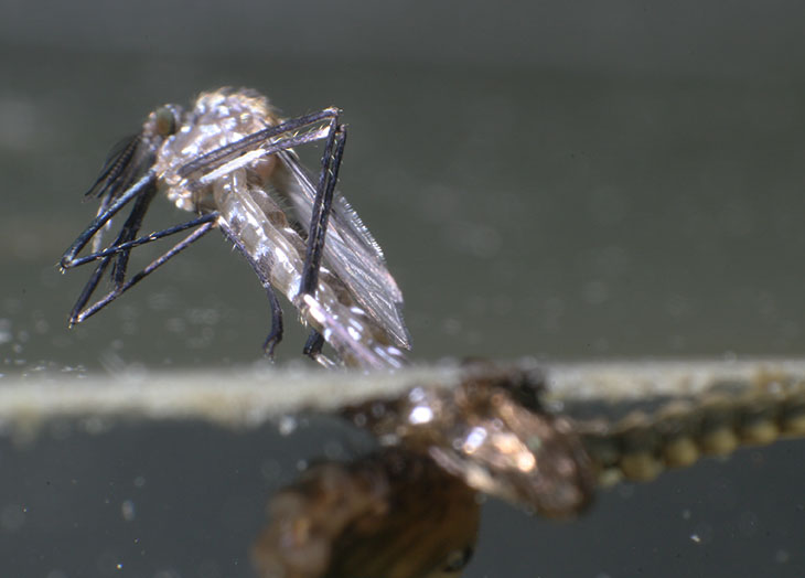 emerging mosquito with freed legs