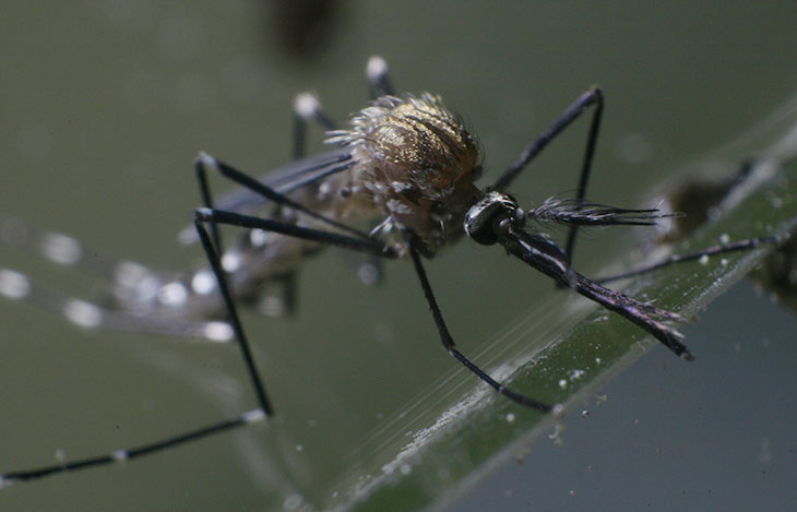 newly emerged adult mosquito